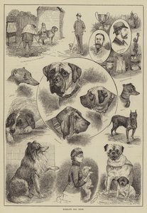 Mostra canina di Margate